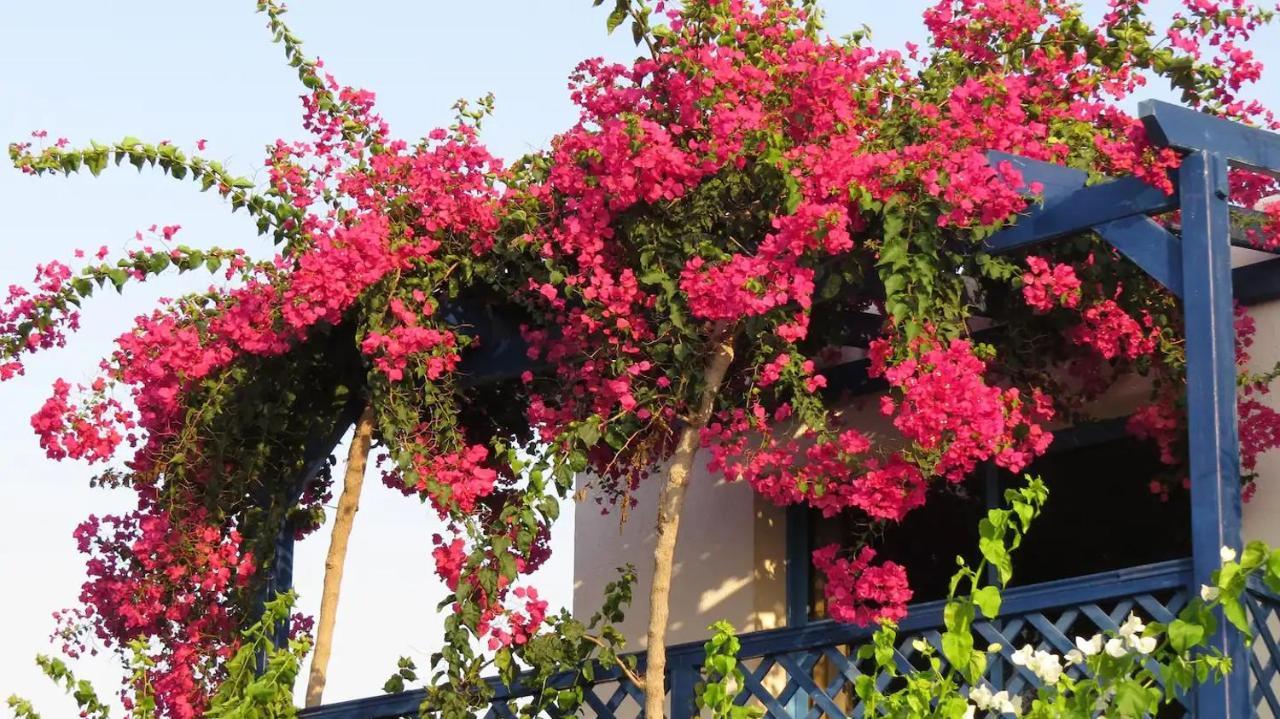 Banana Sunset Villas Paphos Exterior photo