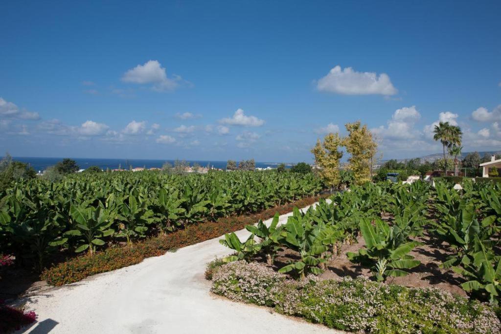 Banana Sunset Villas Paphos Exterior photo